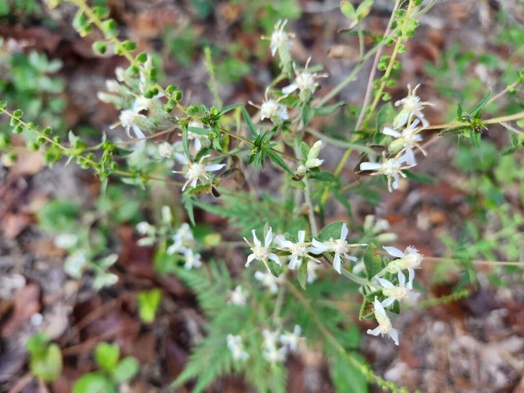 Sericocarpus tortifolius 4