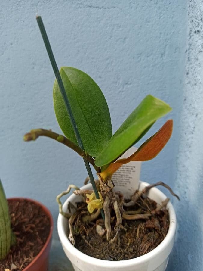 Schiller-Phalaenopsis 4