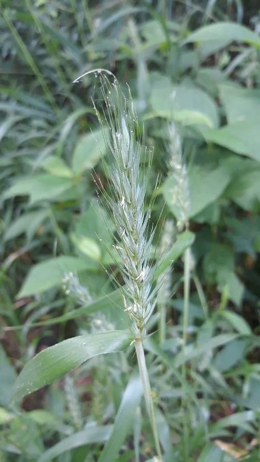 Elymus virginicus