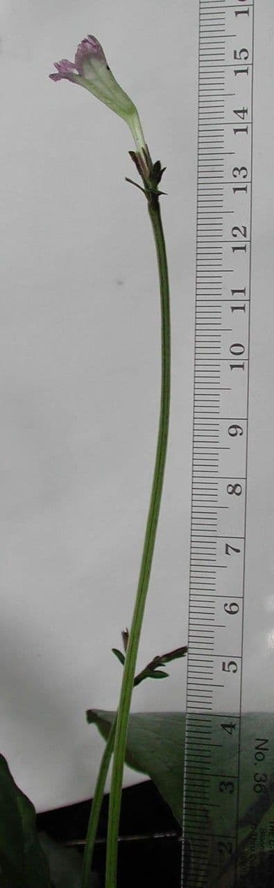 Ruellia 8