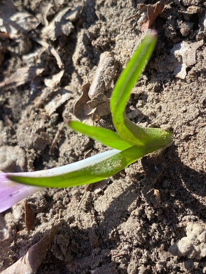 Frühlingsknotenblume 12