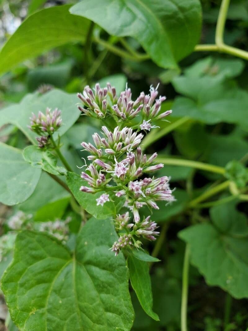 Mikania scandens 2