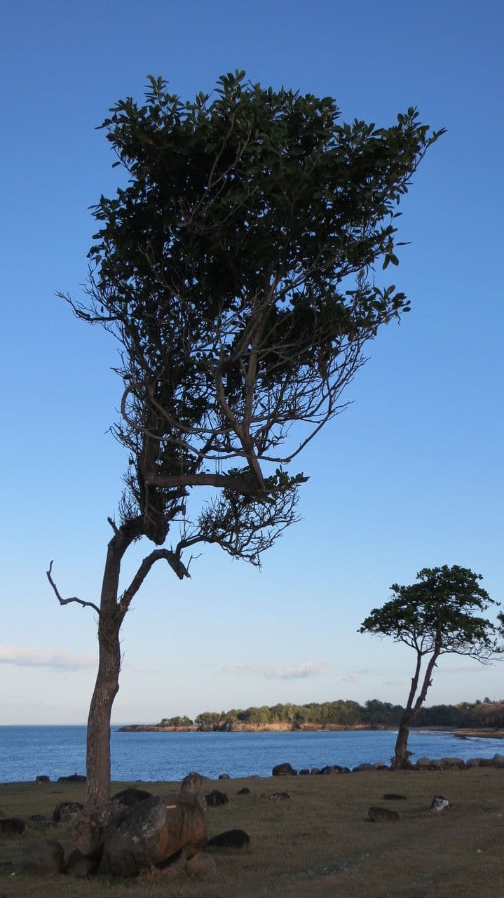 Tabebuia 12