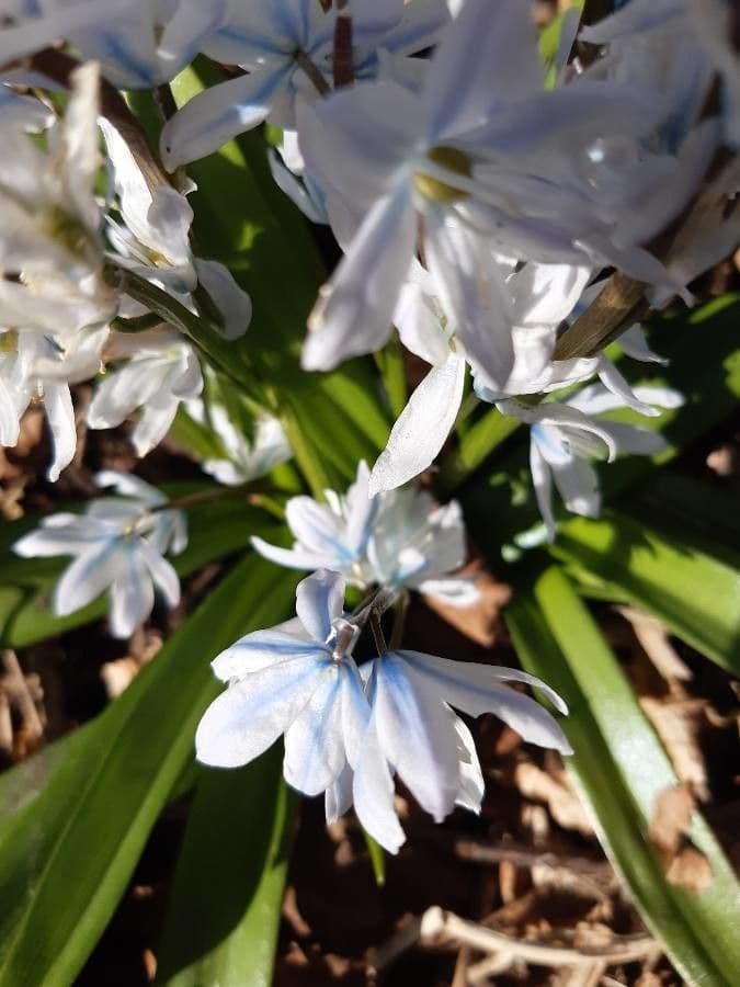 Scilla 2
