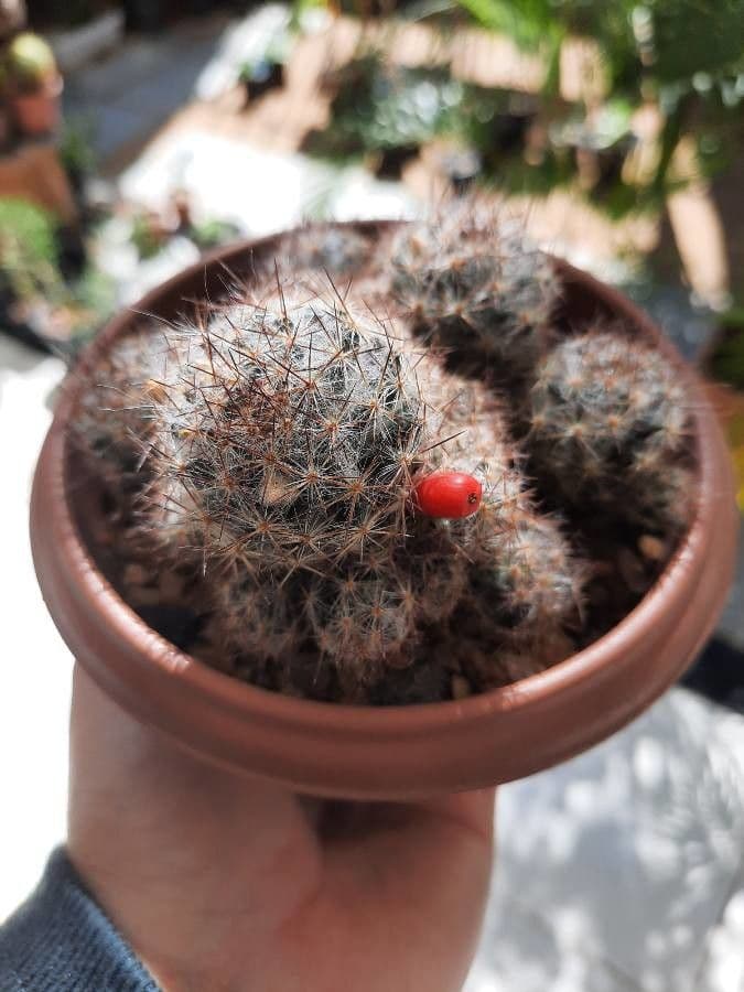 Cactus proliferante 27