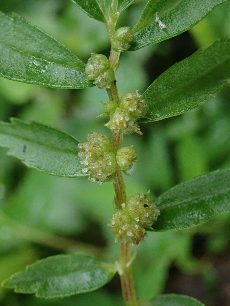 Elatostema 4