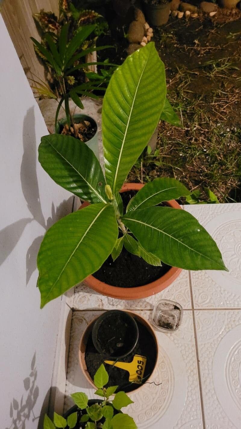 Aubrys Gardenie 15