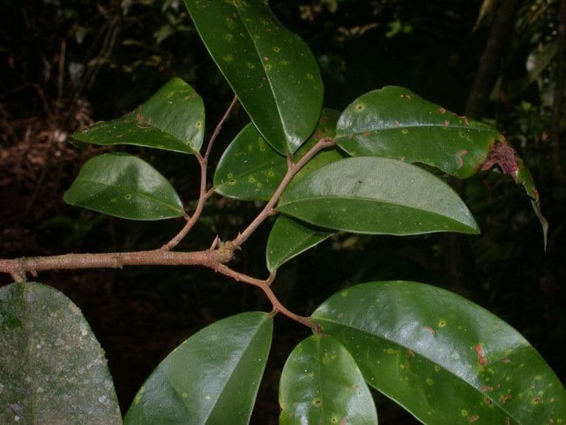 Xylopia 14