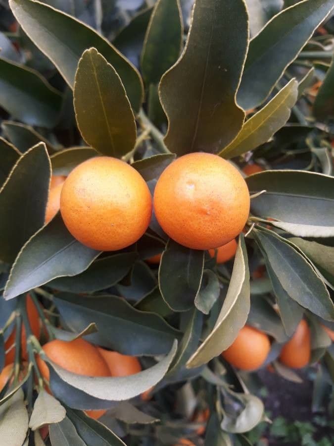 Kummerquats 15
