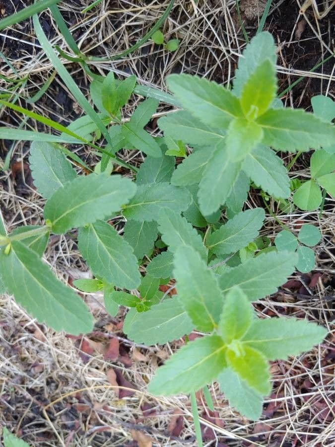 Veronica austriaca 17