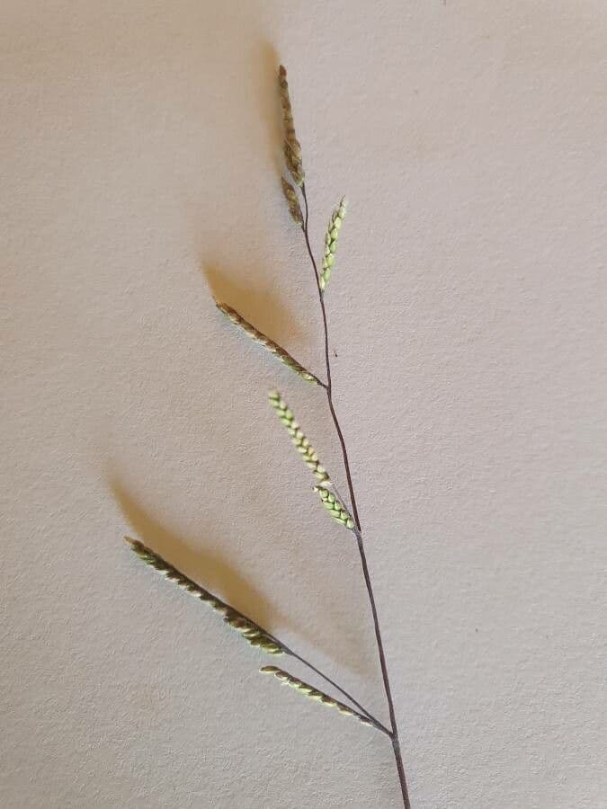 Aufrechte Ehrharta 6