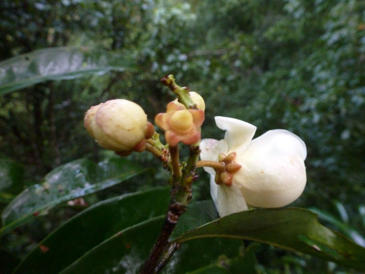 Eschweilera coriacea 6