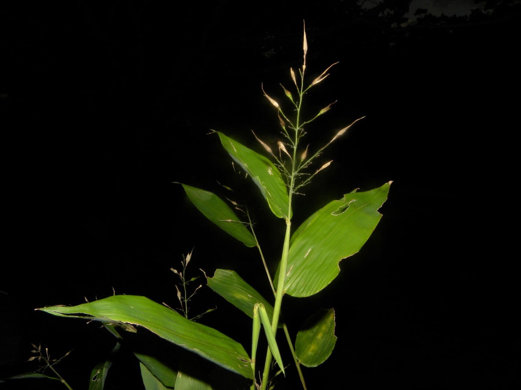 Olyra latifolia 3