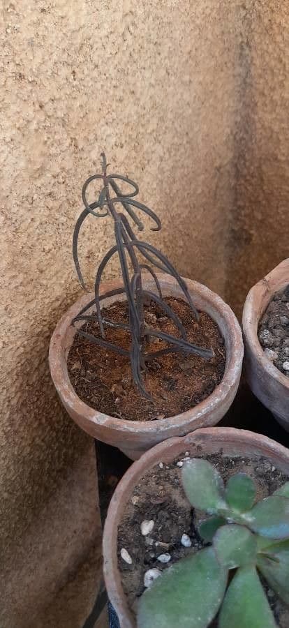 Kalanchoe 4