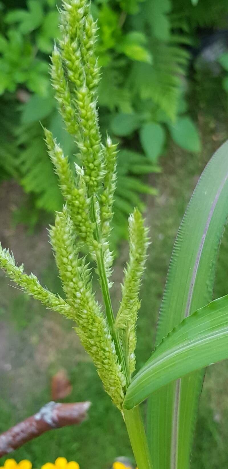 Echinochloa muricata 4