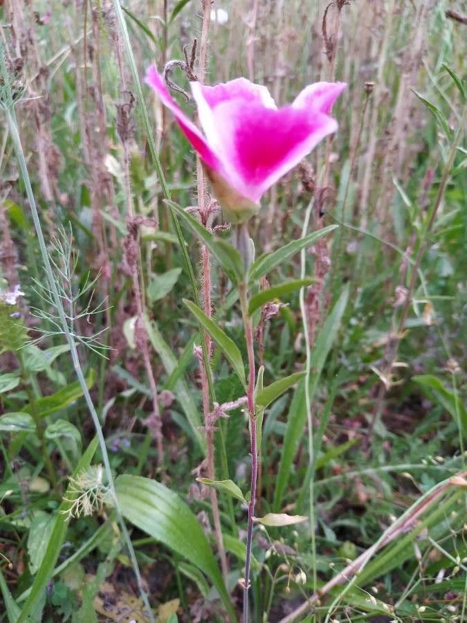Clarkia amoena 12