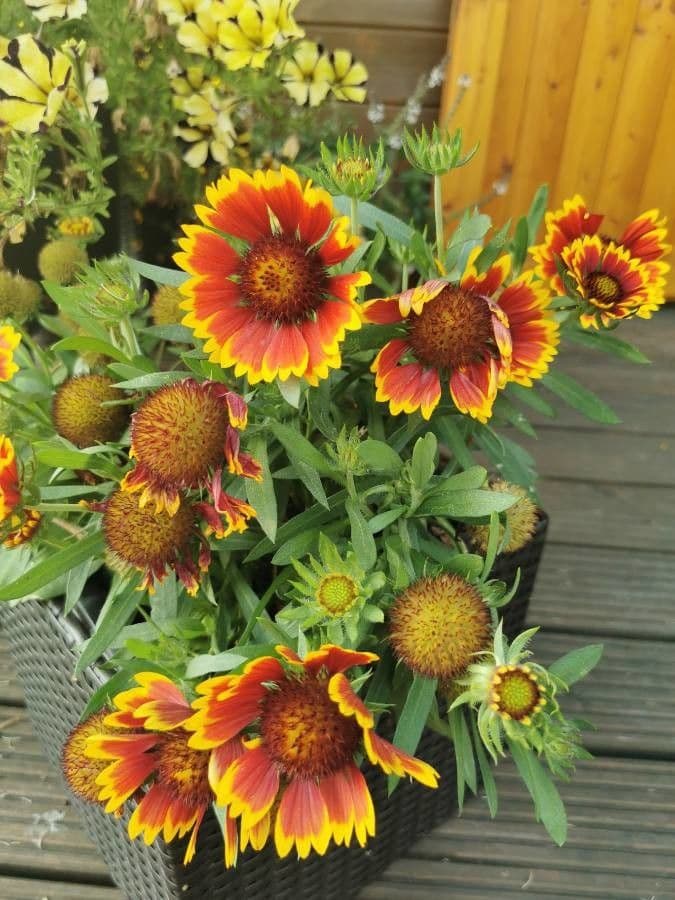 Gaillardia 29