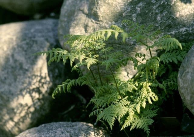 Cystopteris 4