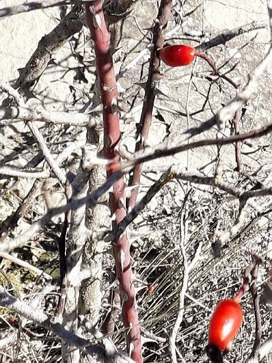 Rosa selvatica comune 23