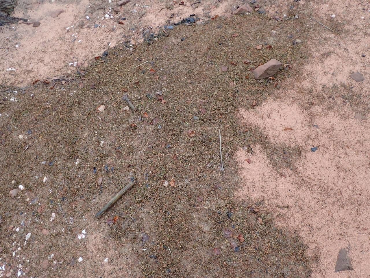 Littorella 22