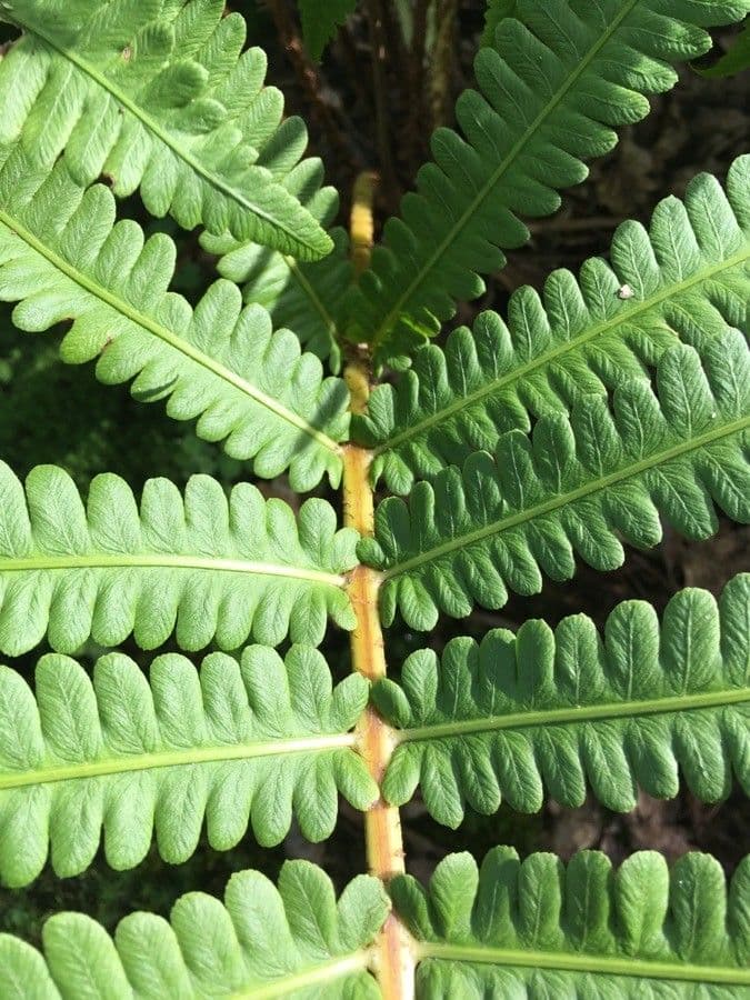Onoclea orientale 4