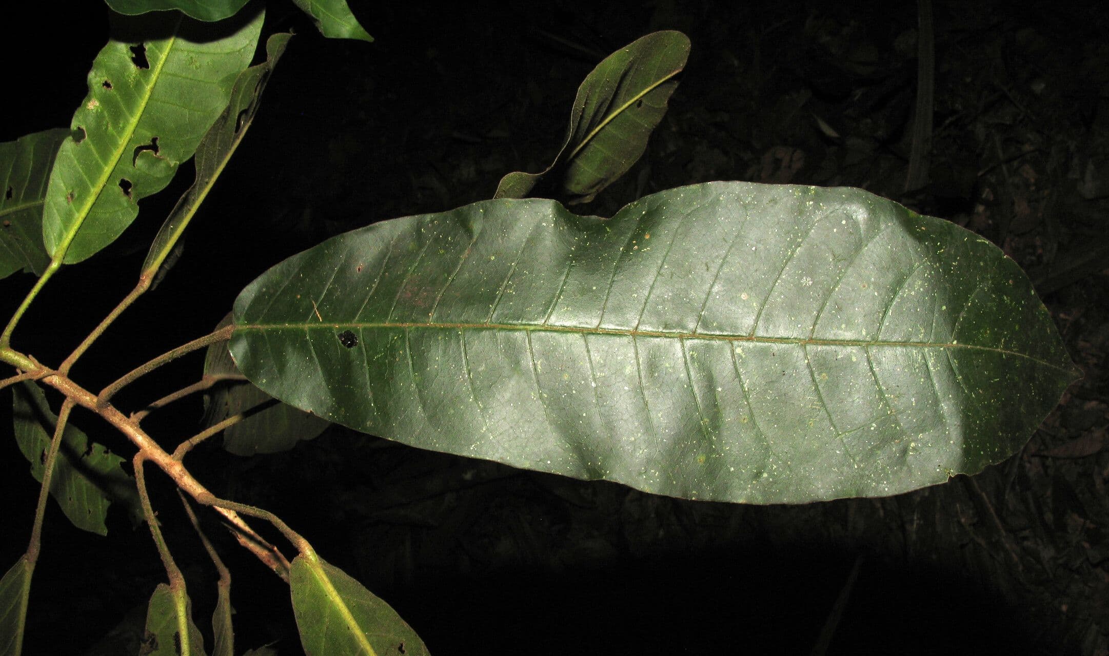 Croton 3