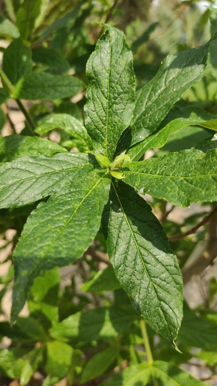 Bowkeria 4
