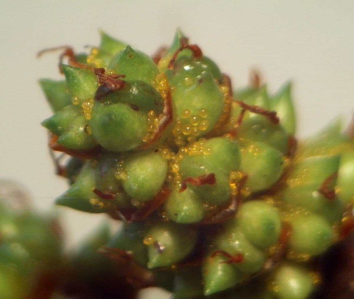 Mirica 3