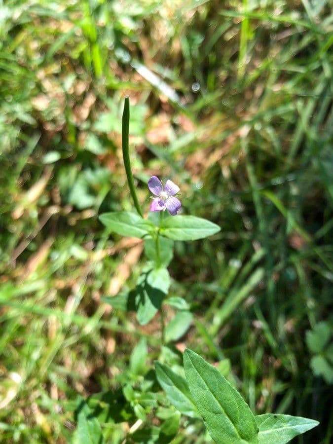 Garofanino quadrangolare 6