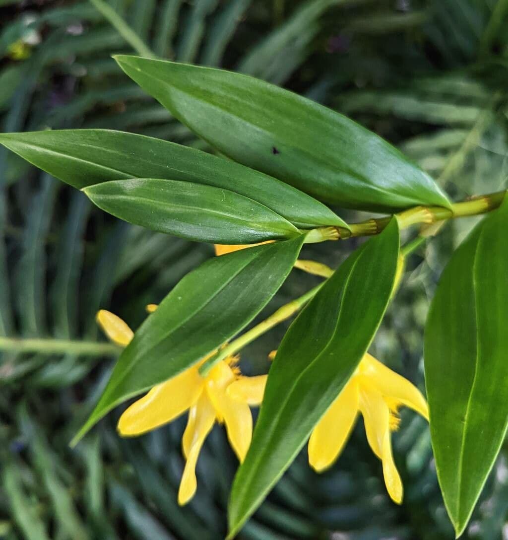 Dendrobium 6