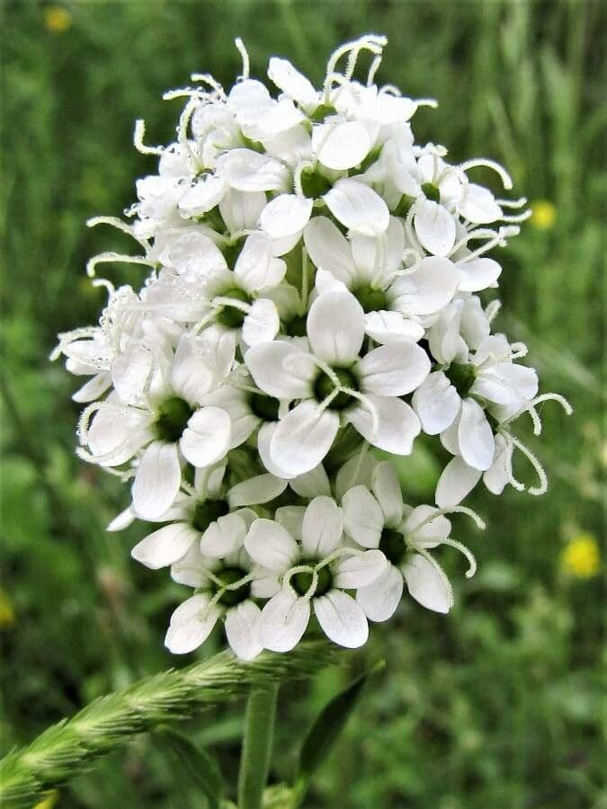 Silene 5