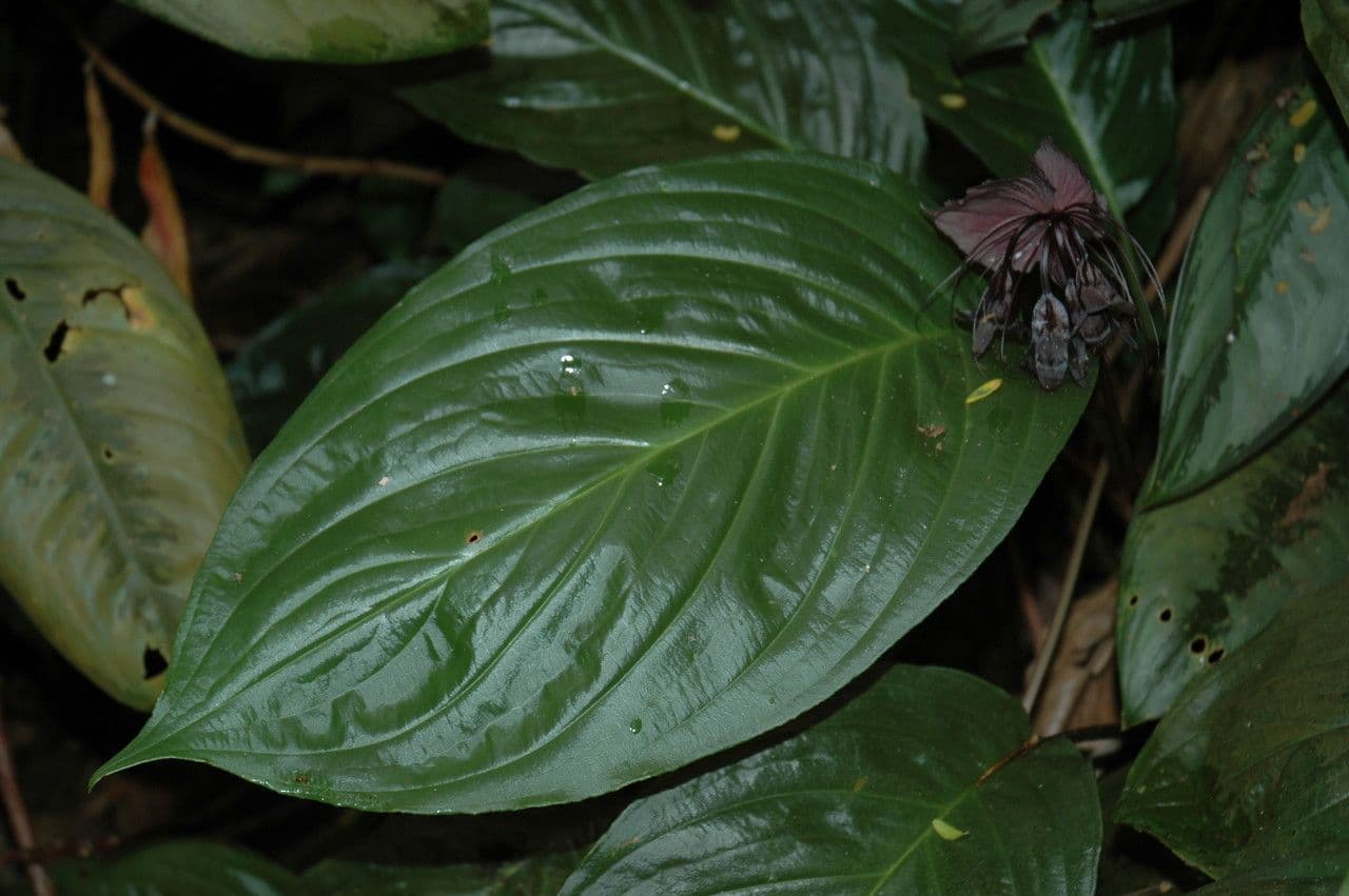 Tacca 20