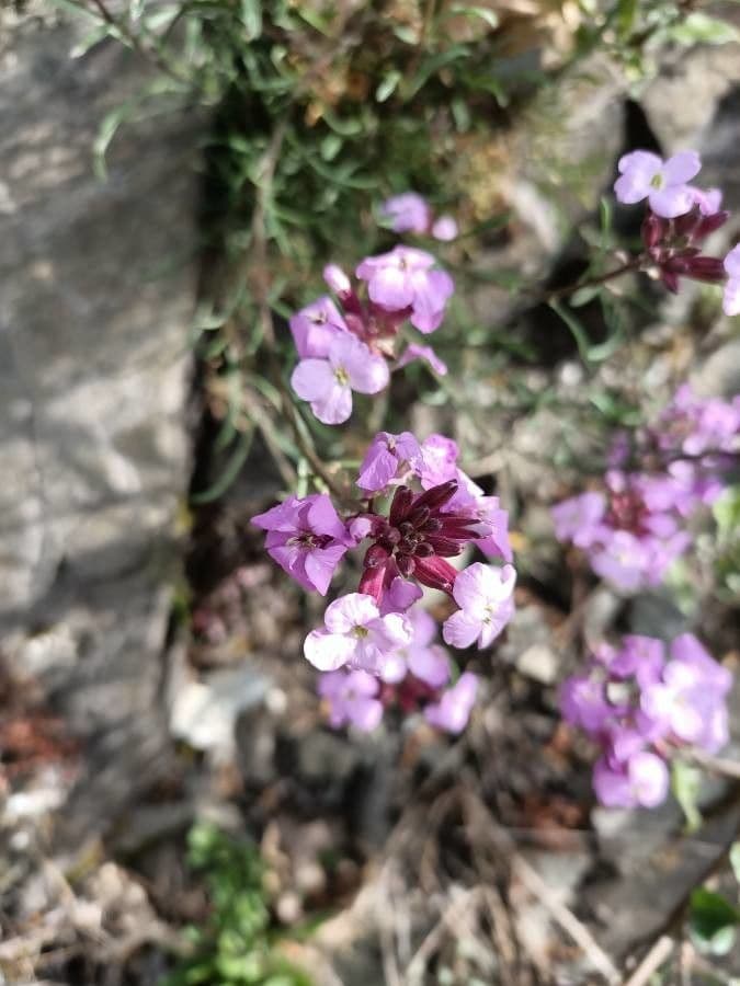 Zlatec 3