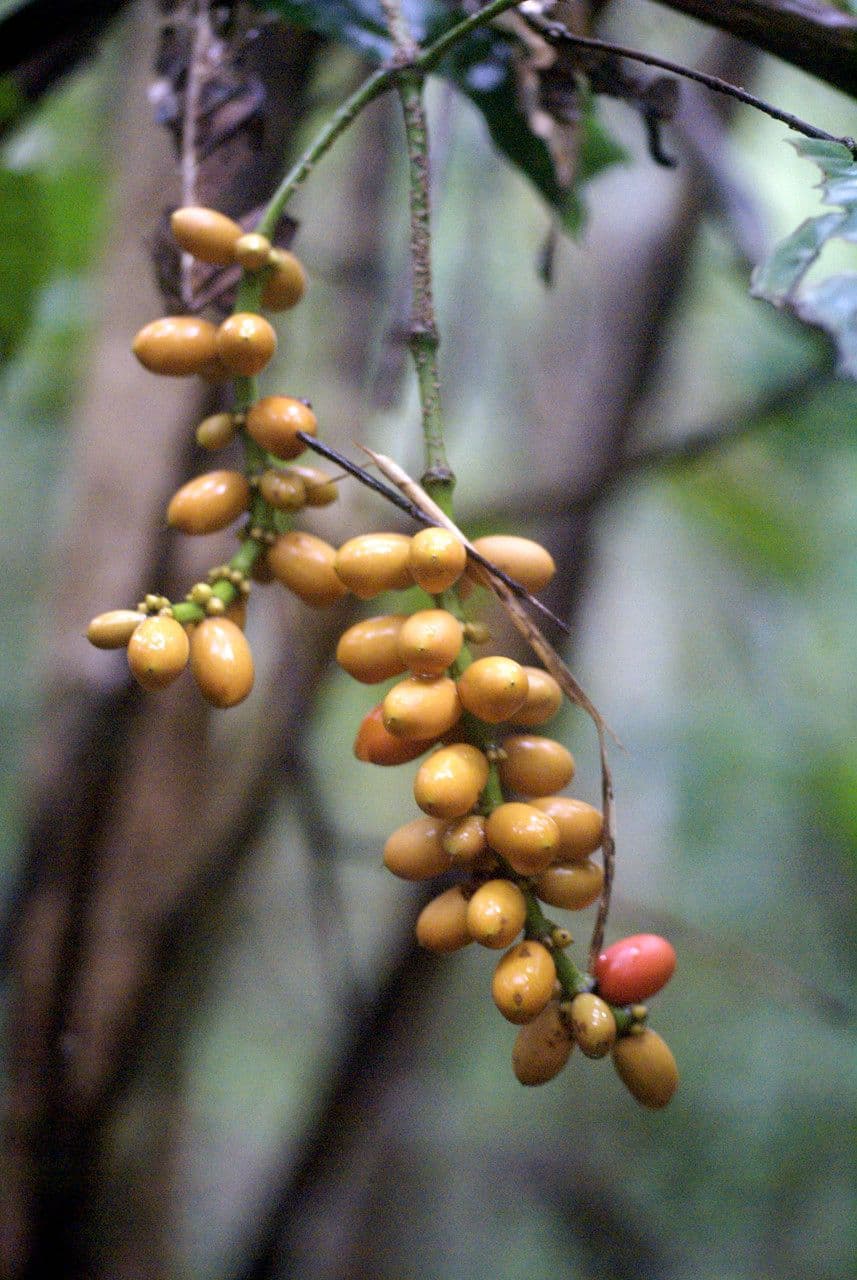 Gnetum gnemon 4