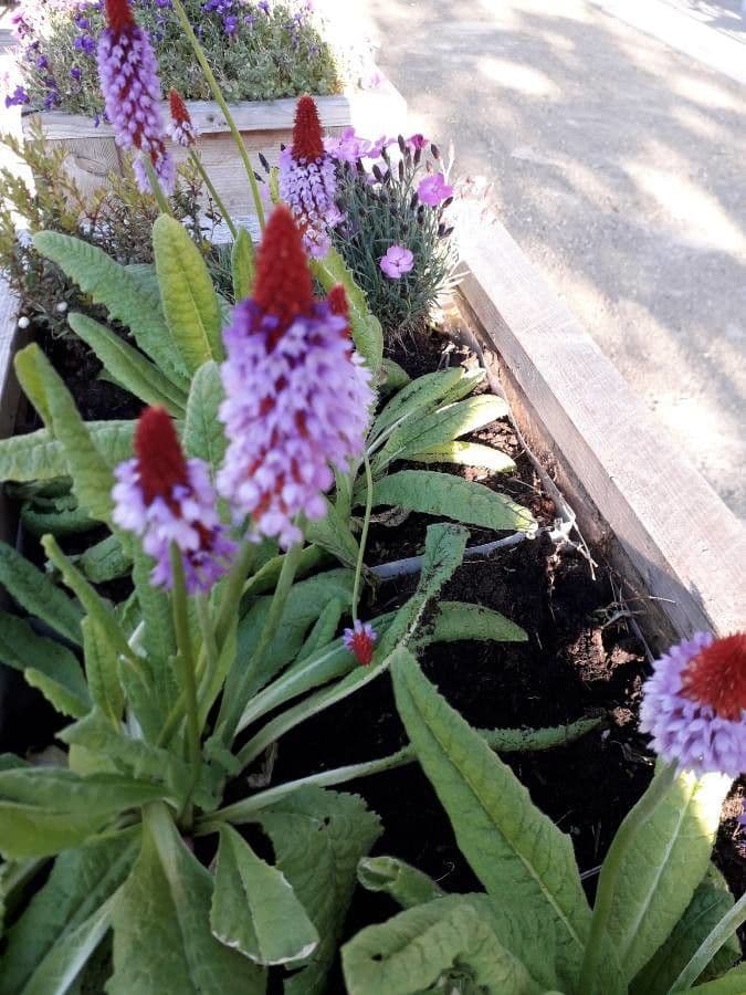 Primula 2