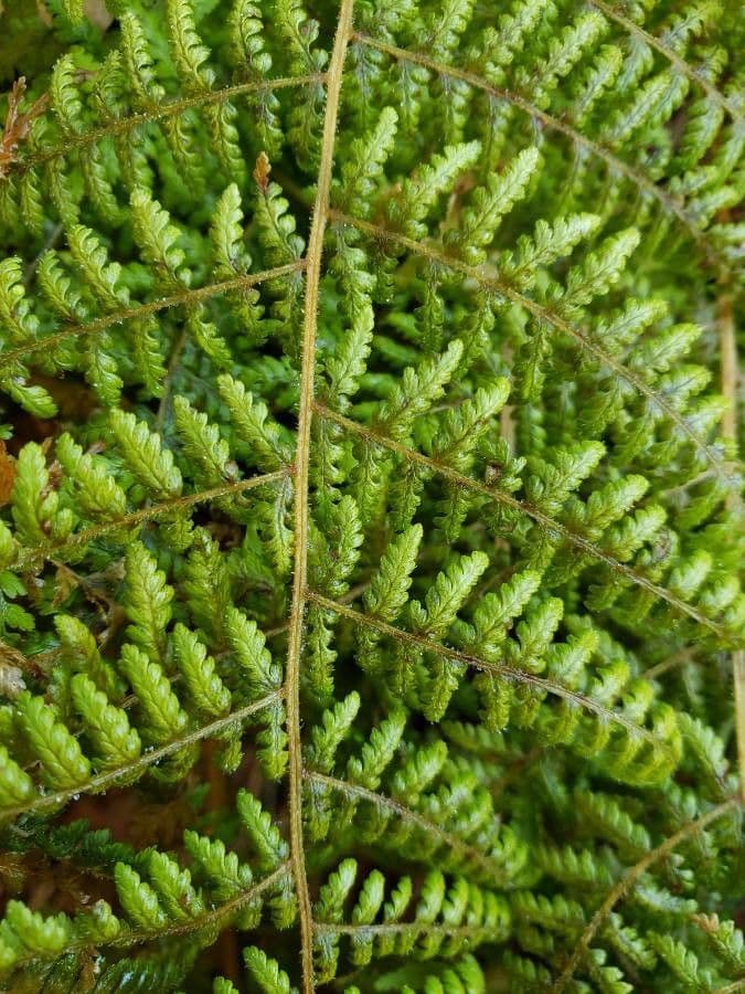 Dryopteris fragrante 8