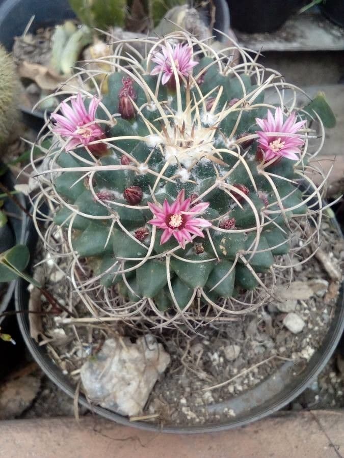 Mammillaria 6