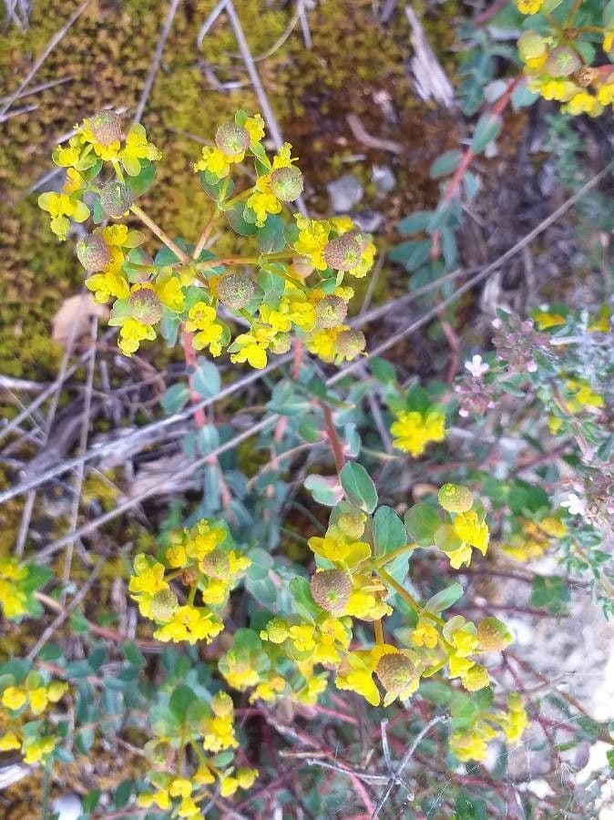 Euphorbia 9