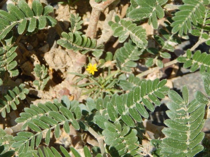 Papavero dell'Arizona 8