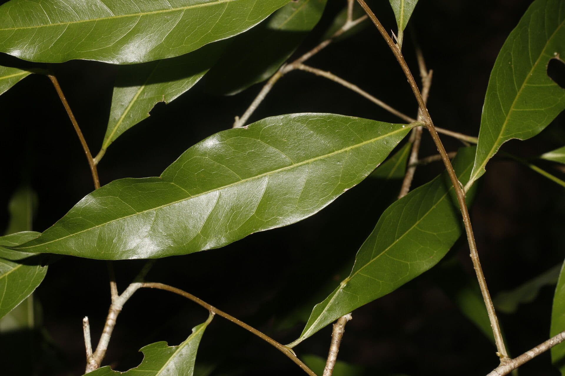 Dichapetalum 2