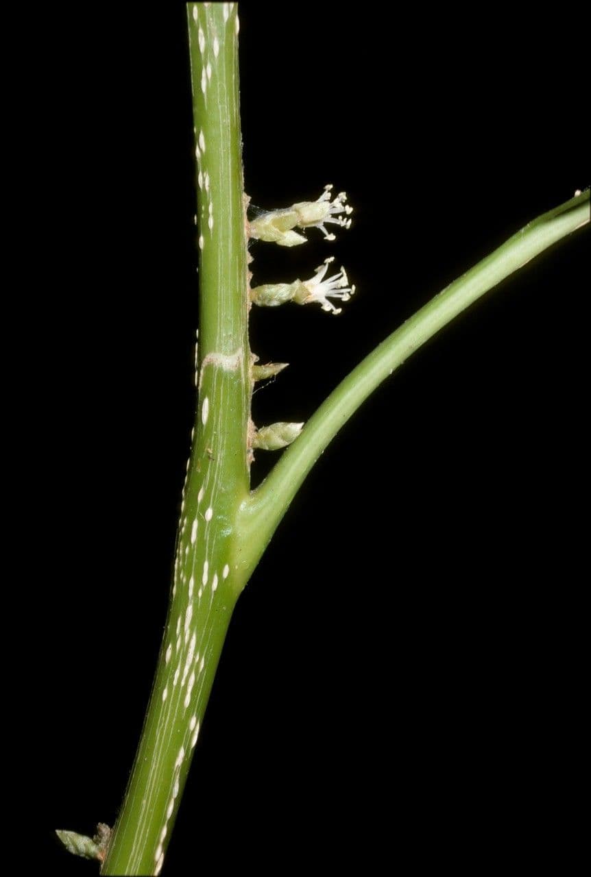 Agrostistachys 2