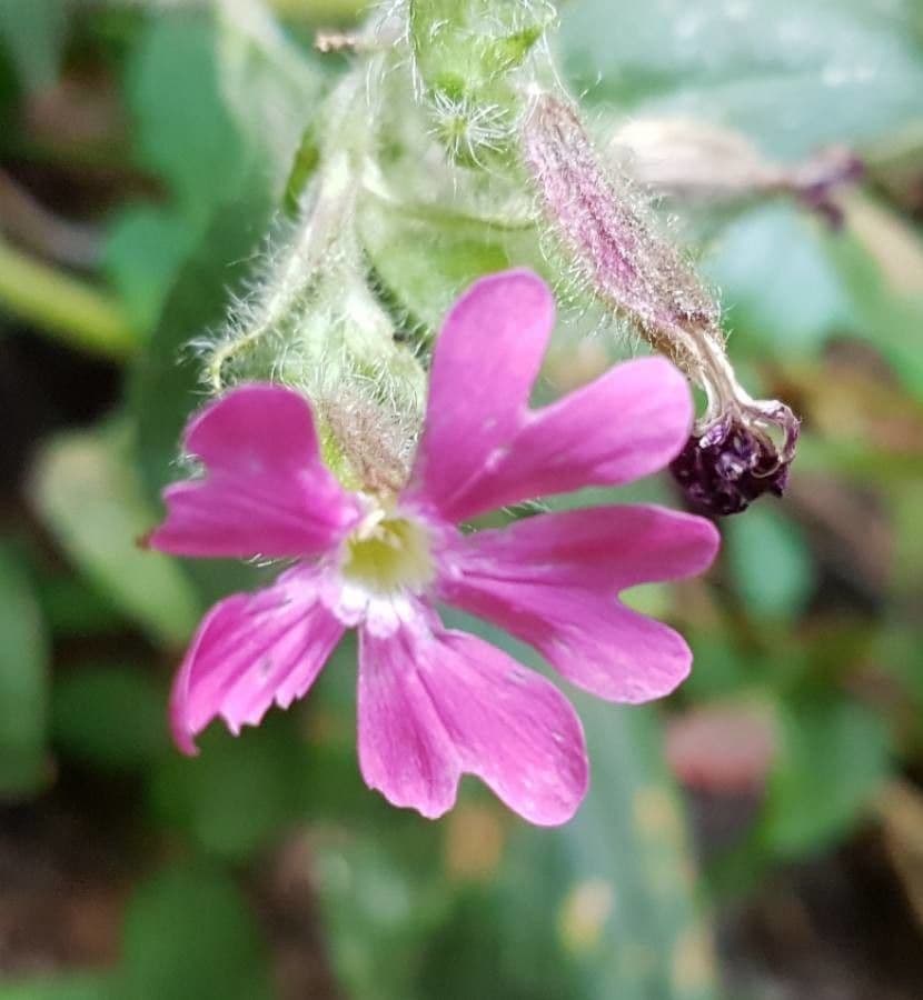 Silene dioica 7