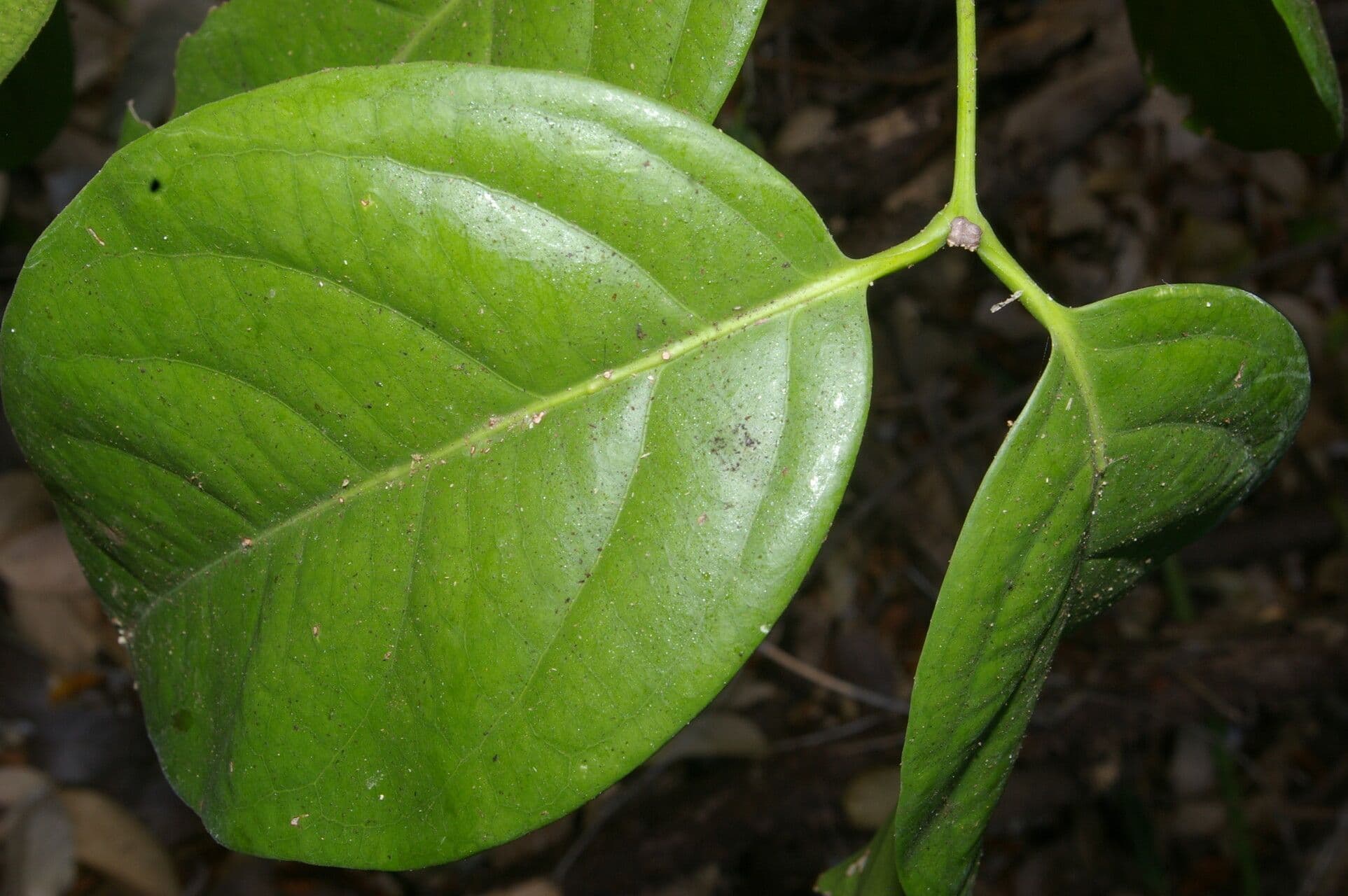 Cuervea