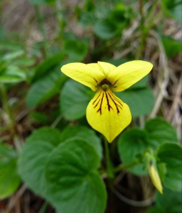 Viola biflora 9