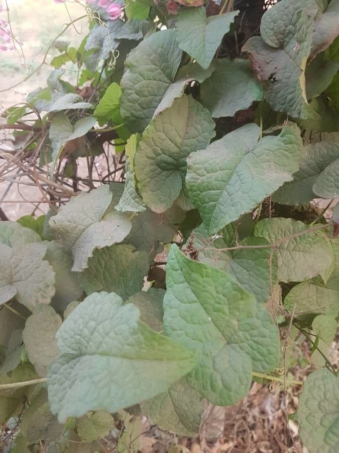 Antigonon leptopus 20