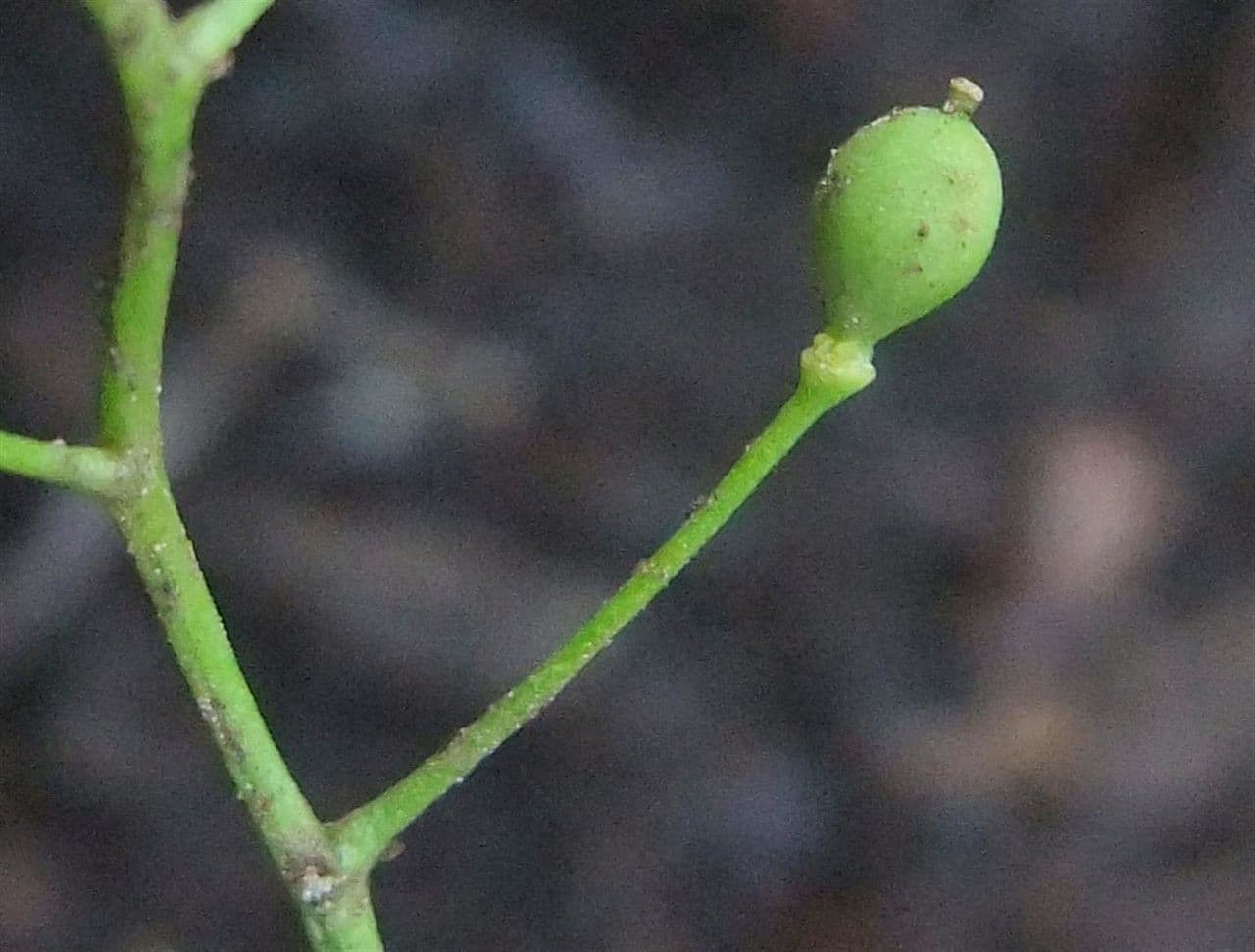 Coclearia sassifraga 4