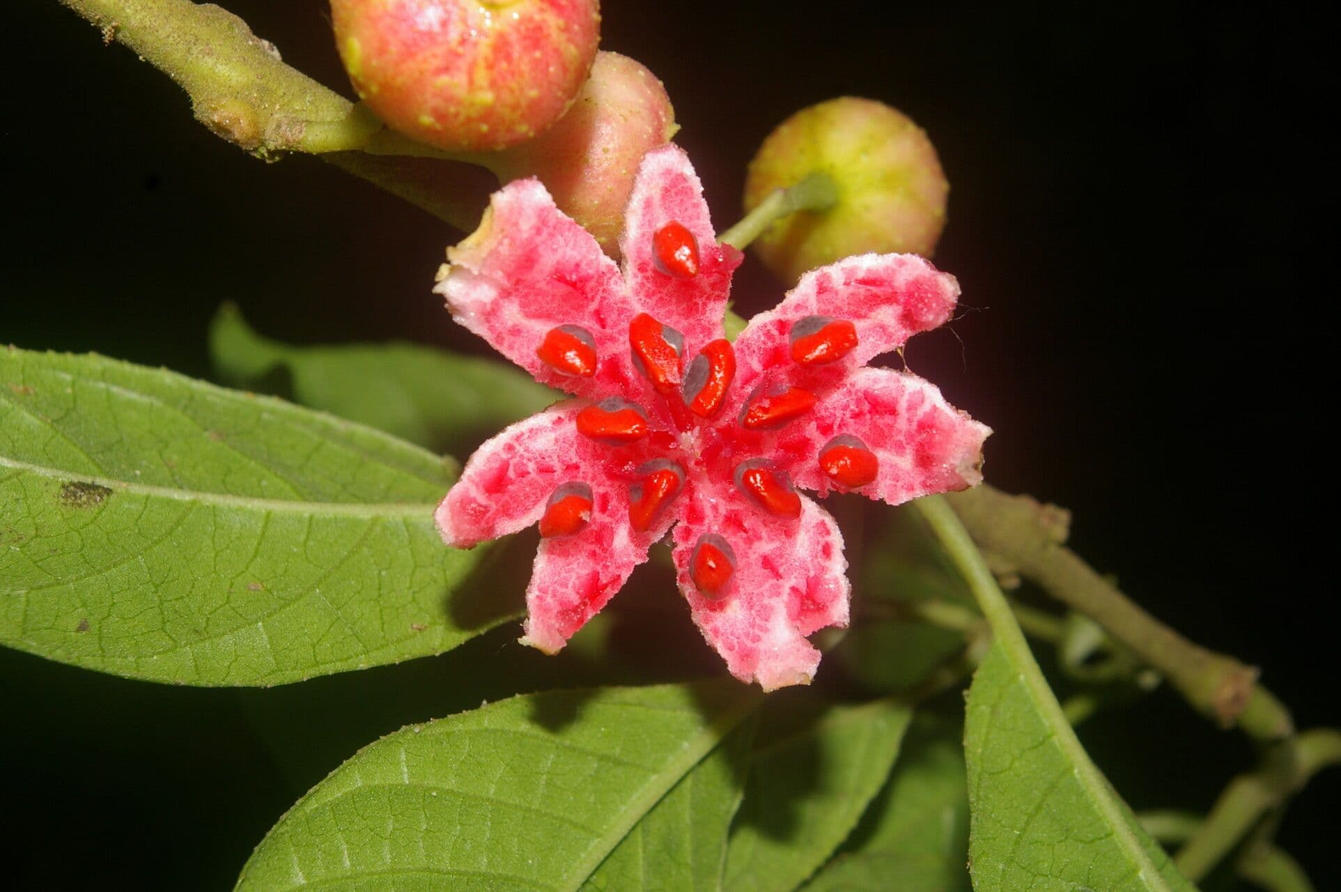 Siparuna thecaphora 6