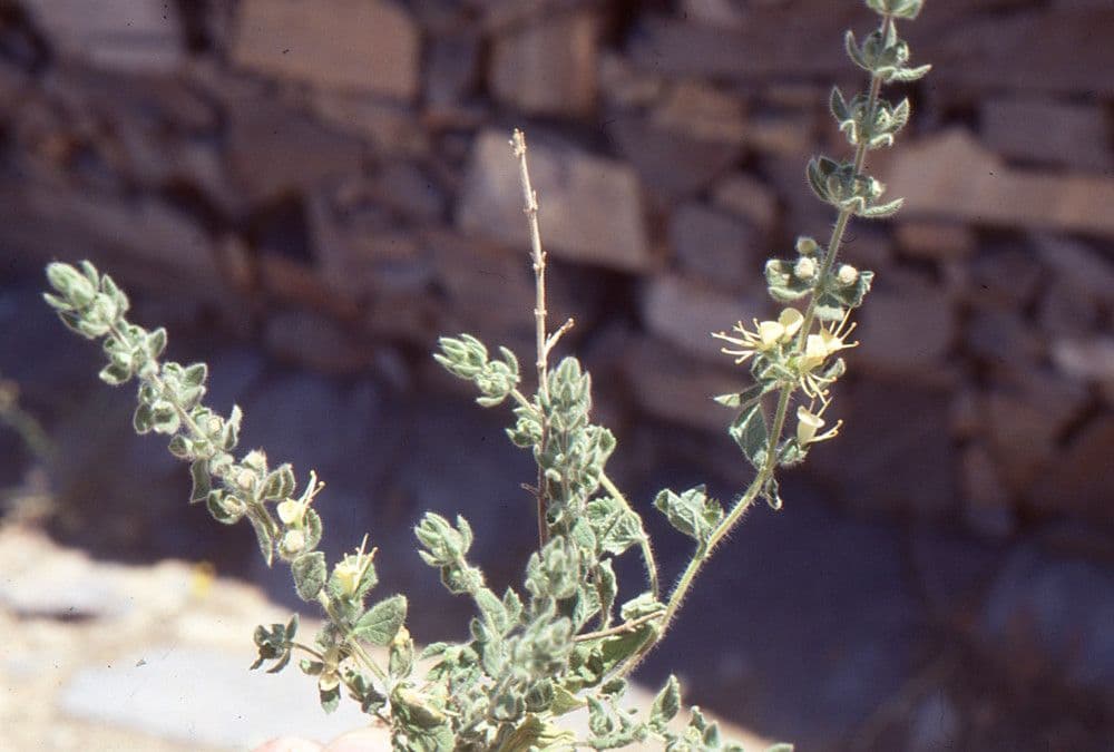 Teucrium 5