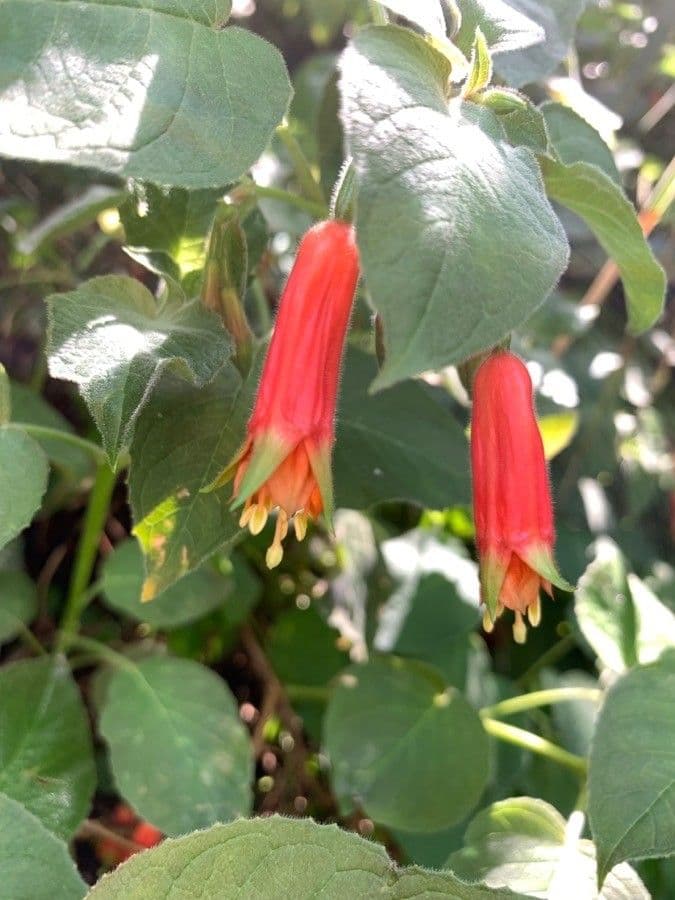 Fuchsien 2