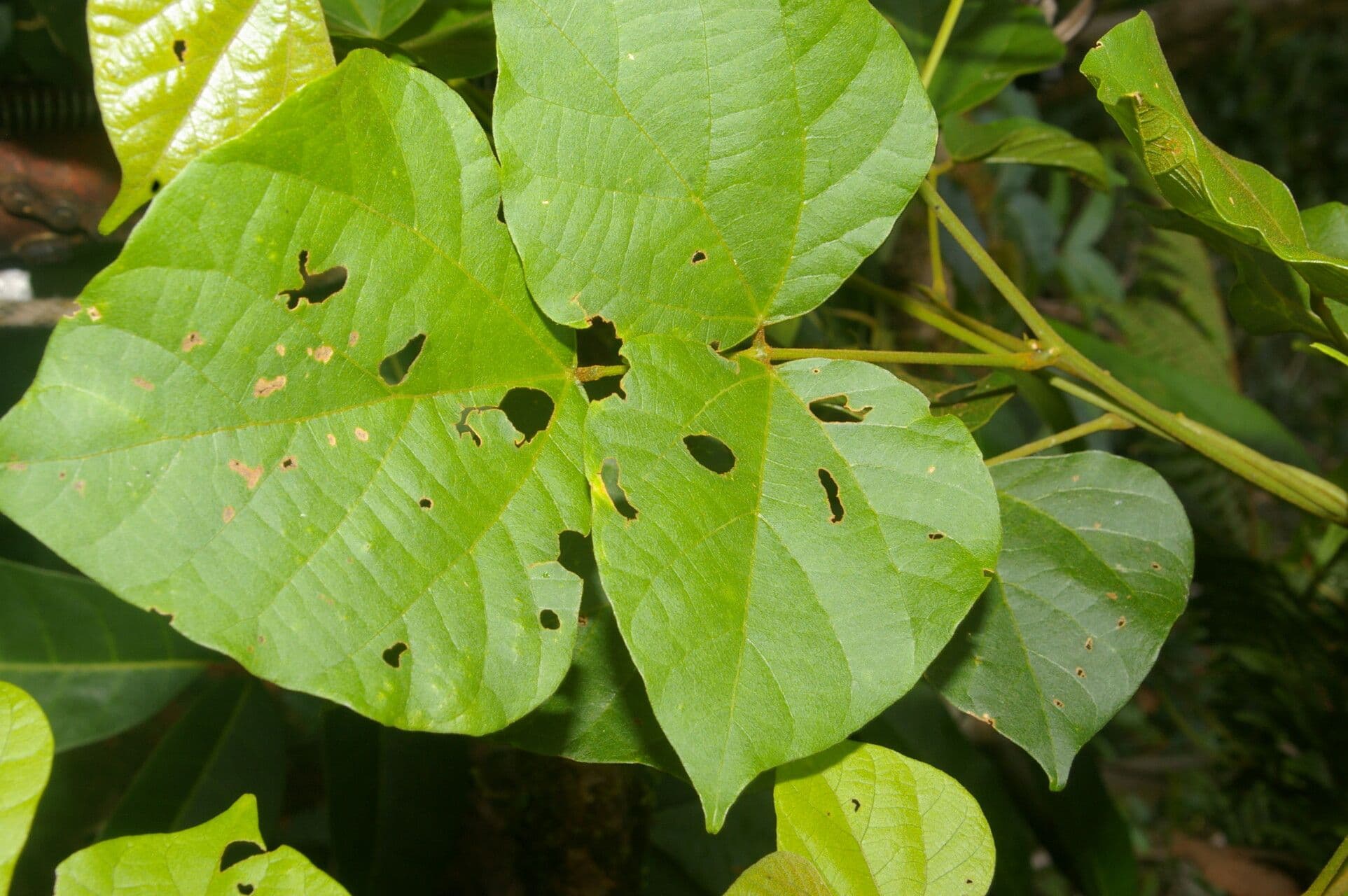 Rhynchosia 8